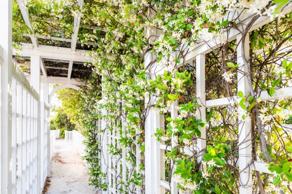 Cost of Trellis Repair in Jackson