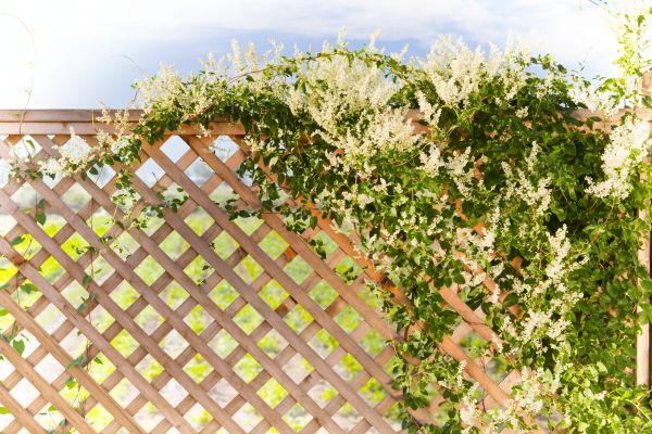 Cost of Lattice Repair in Jackson