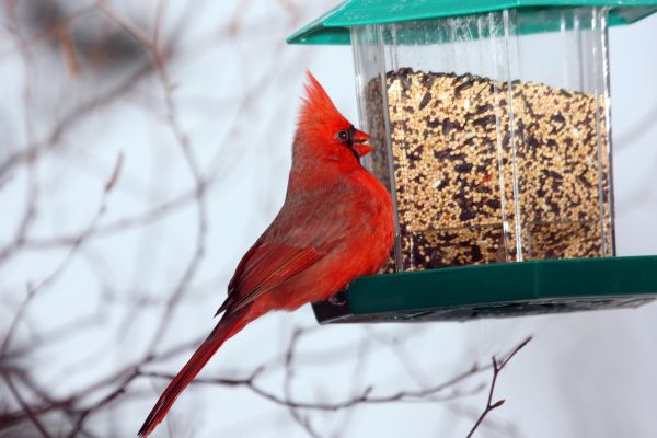 Cost of Bird Feeder Hanging in Jackson