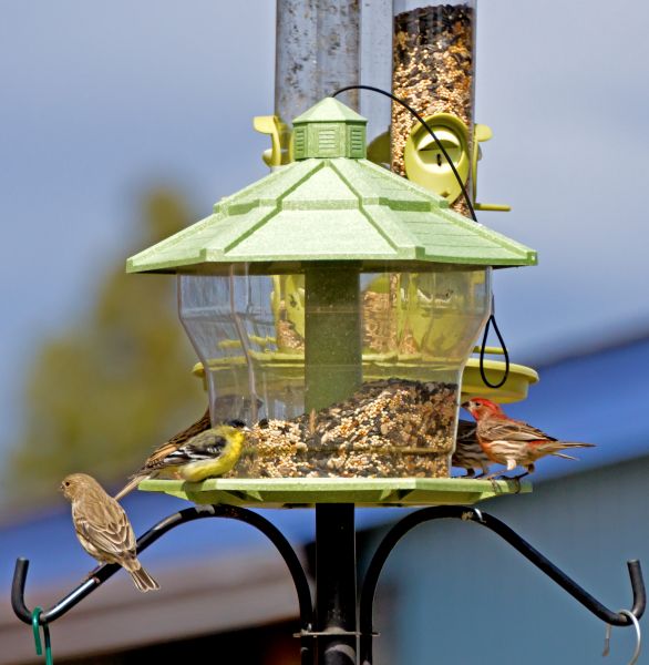 Cost of Bird Feeder Installation in Jackson